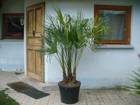 Palma trachycarpus fortunei skupina 3ks