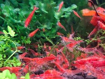 akvarijní krevetky Neocaridina Bloody Mary