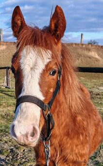 Paint horse