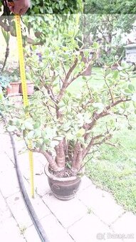 tlustice Crassula