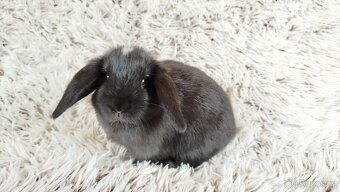 Zakrslý beránek, králíček, králík - ELLA