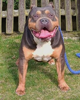 American Bully XL