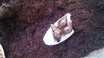 Achatina immaculata, achatina reticulata
