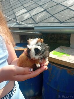 Morcata