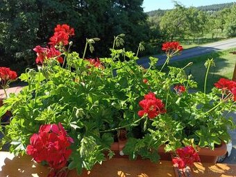 Pelargonie převislé červené