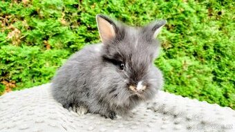 Zakrslý králík, králíček -(lvíček)-TOMMY