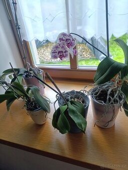 Orchideje v keramických květináčích