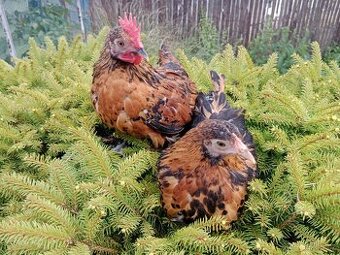 PRODÁM PÁRU ZAKRSLÁ ROUSNÁ TŘÍBAREVNÁ
