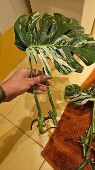 Monstera Variegata Alba - řízky