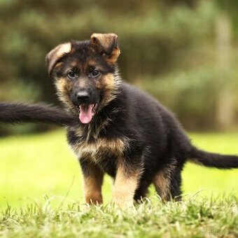 Německý ovčák - pejsek s PP typ Rex