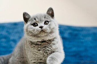 Britská modrá koťátka s PP - PRODANÍ