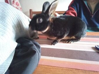 Zakrsly Rex cernotrislovy