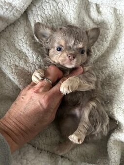 Čivava kluci modrý, černý, lila + modrá holčička