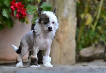 Čínský chocholatý pes - fenecka s PP