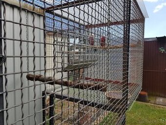 Koupím 1.1 Barnard ččelý modrý kr 24-25, DNA