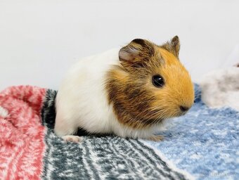 Morče, Morčata, Morčátko, Morčátka - SAMIČKY