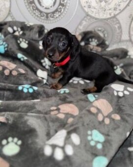 Trpasličí jezevčík