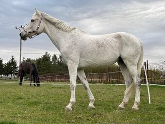 Šimla belgického teplokrevníka