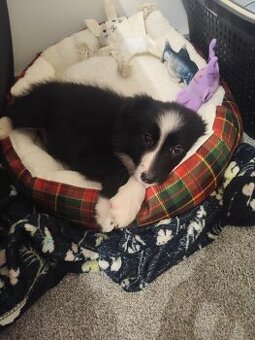 Štěňátko border kolie