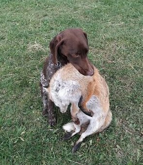 Německý krátkosrstý ohař-PZ-I.cena