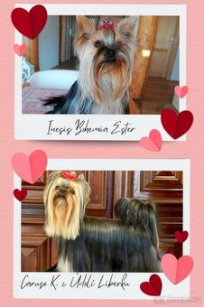 Jorkšírský teriér štěňátka s PP