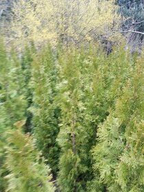 Túje 180cm až 220cm