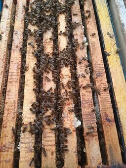 Prodám vyzimovana včelstva