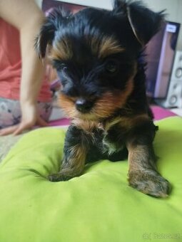 Jorkšírský teriér