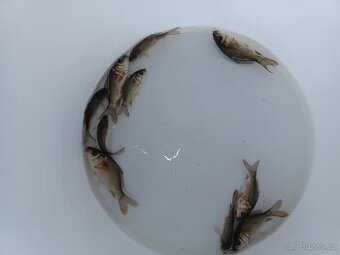 Kapr obecný hladký