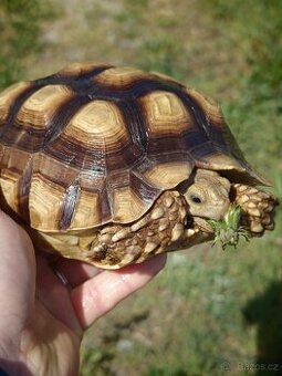 Samička želvy ostruhaté C. SULCATA