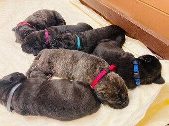 Štěňata Cane Corso s PP