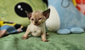 Devon rex koťátka s průkazem původu