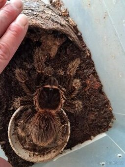 L. Parahybana 0.1 adult - 1