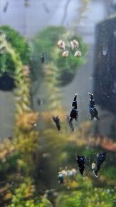 Krevetky Caridina Black King kong