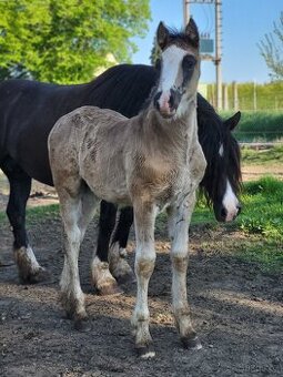 Welsh cob - hřebeček