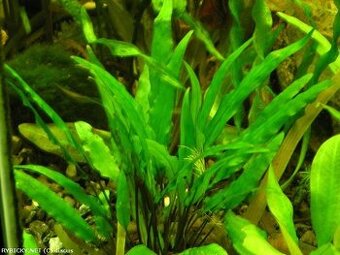 Akvarijní rostliny Kryptokorina