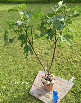 Fíkovník - Ficus carica "SULTANE"