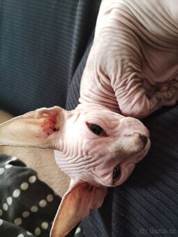 Kotě sphynx