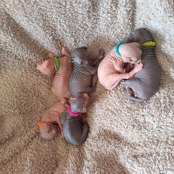 Kanadská sphynx koťátka