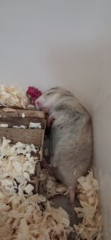 Křeček syrský mláďata