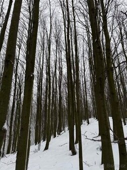 Prodám lesní pozemky v k.ú. Petřkovice u Starého Jičína