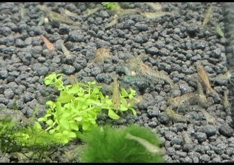 Krevetky Neocaridina - 1