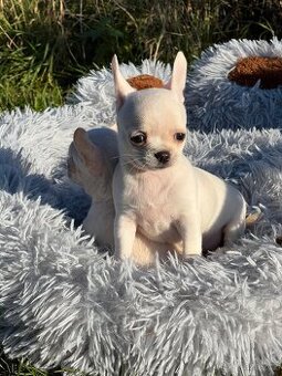 Čivava štěňátka s pp