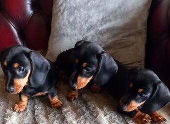 Jezevčík trpasličí