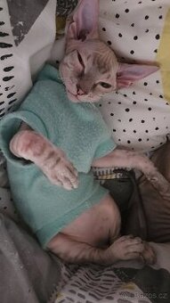 Kocourek Don sphynx bez PP