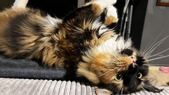 K adopci - Mainská mývalí bez PP