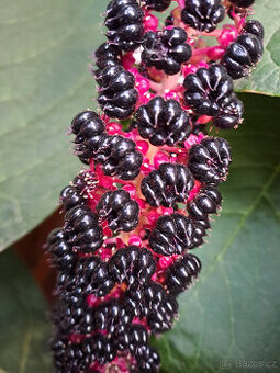 Líčidlo jedlé semínka