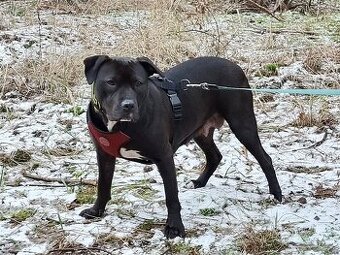 GORA K ADOPCI - něžné plaché zlatíčko - 1