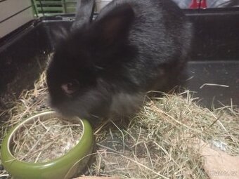 Králík jménem Kulička