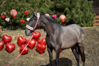 Krásný andaluský PRE s černým nosem v Polsku